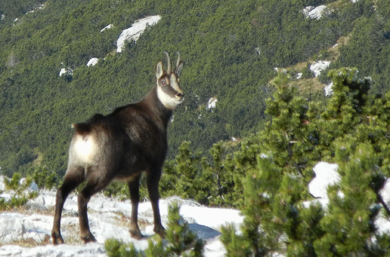 Rupicapra rupicapra.....dal Trentino Alto Adige