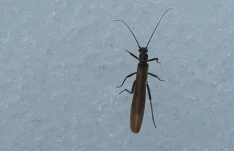 Leuctridae.....dal Trentino
