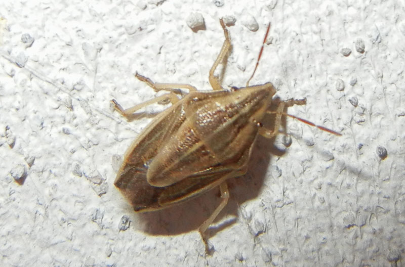Pentatomidae: Aelia acuminata del Trentino (TN)