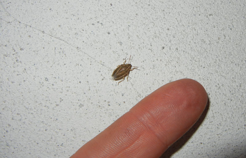 Pentatomidae: Aelia acuminata del Trentino (TN)