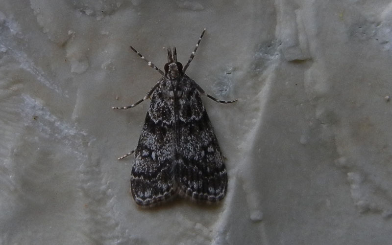 Eudonia cfr lacustrata-Crambidae Scopariinae...dal Trentino