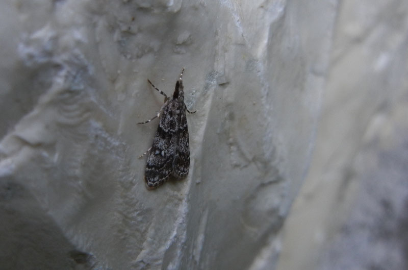 Eudonia cfr lacustrata-Crambidae Scopariinae...dal Trentino