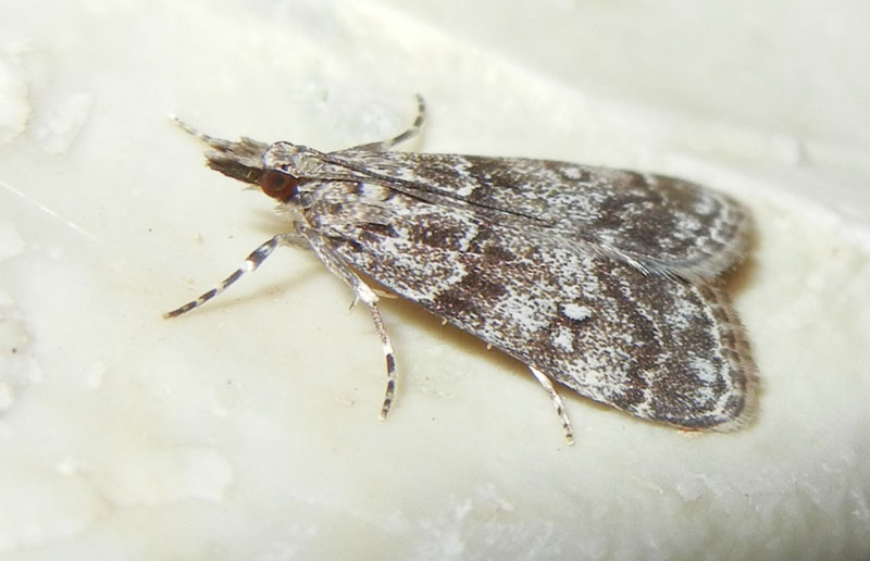 Eudonia cfr lacustrata-Crambidae Scopariinae...dal Trentino