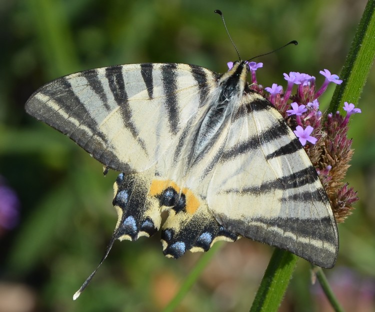 Iphiclides podalirius - Papilionidae.........dal Trentino