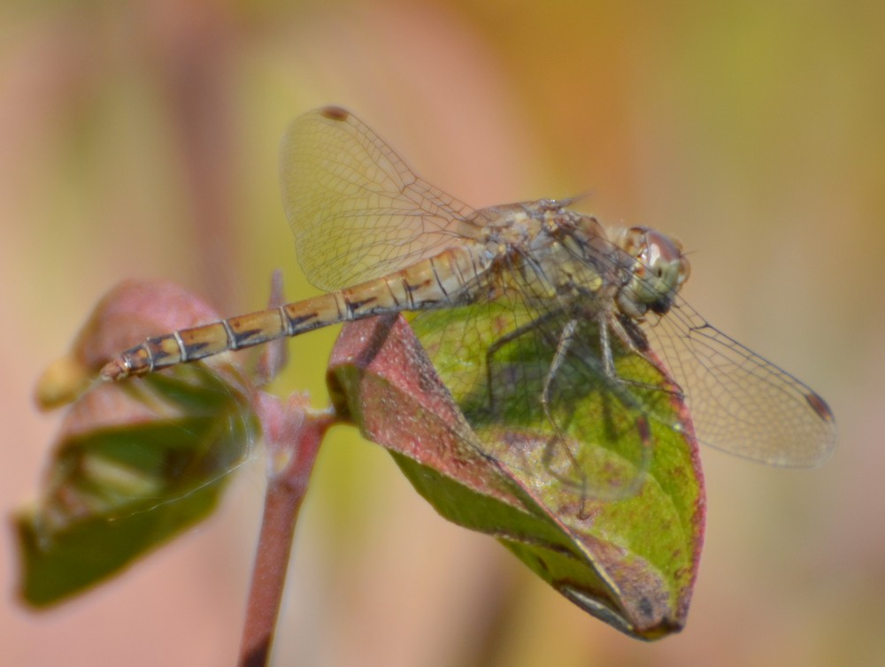 Sympetrum striolatum femmina? Sì