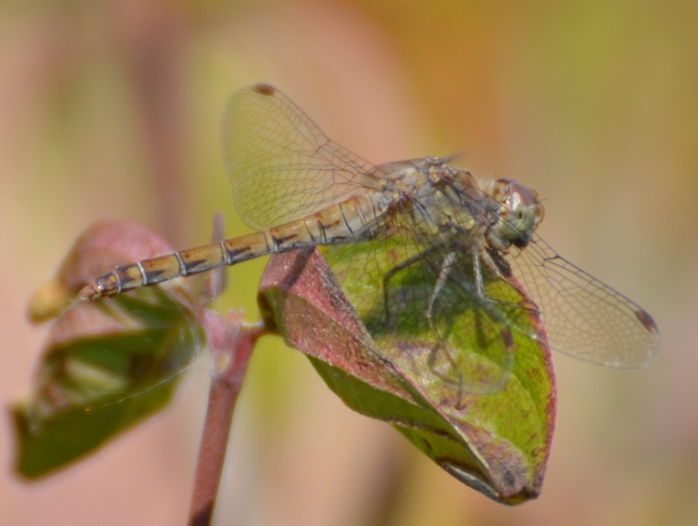 Sympetrum striolatum femmina? S