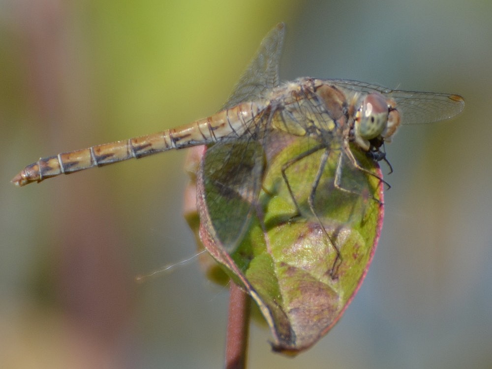Sympetrum striolatum femmina? Sì
