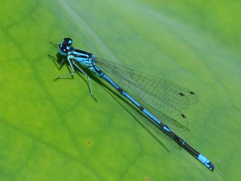 Coenagrion puella? S, maschio
