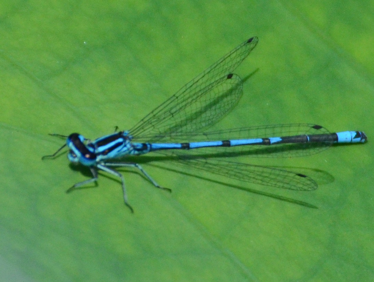 Coenagrion puella? S, maschio