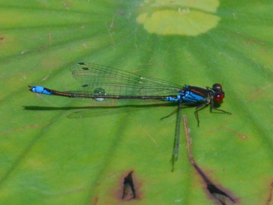 Erythromma viridulum