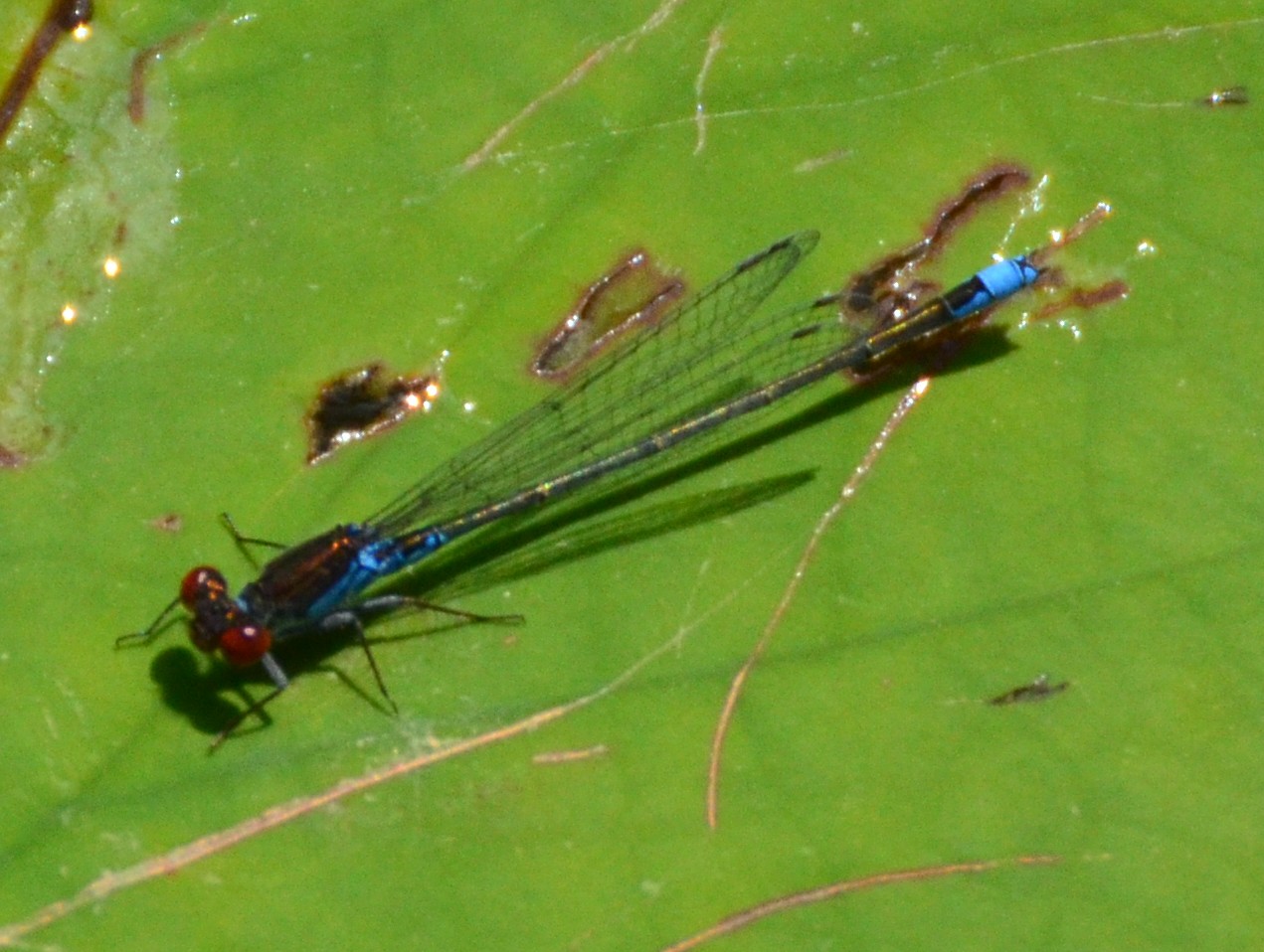 Erythromma viridulum