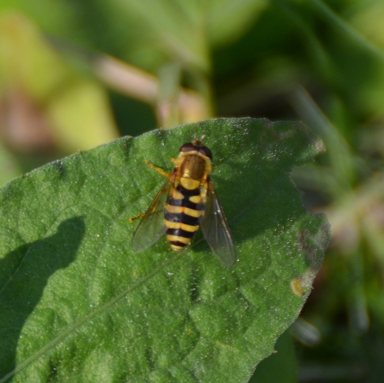 Syrphidae?   S, Syrphus sp. ed Eristalis cfr. tenax, femmina