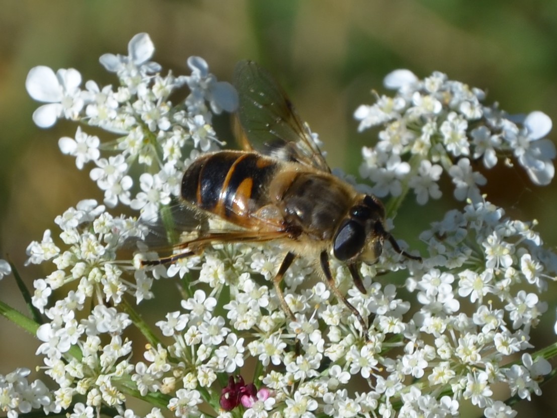 Syrphidae?   S, Syrphus sp. ed Eristalis cfr. tenax, femmina