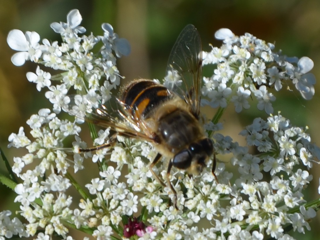 Syrphidae?   S, Syrphus sp. ed Eristalis cfr. tenax, femmina