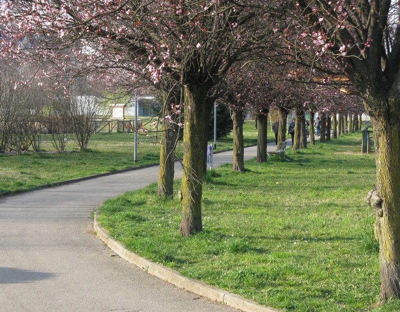 Licheni su corteccia di Prunus pissardii