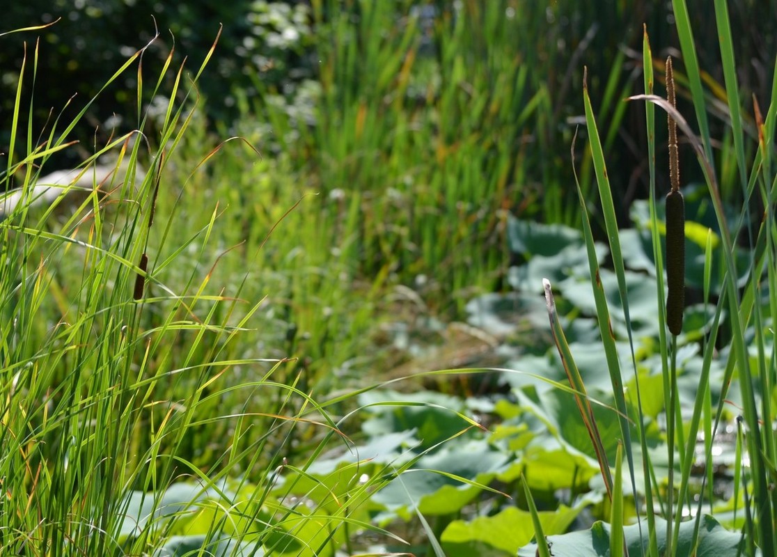 Typha angustifolia e Typha latifolia