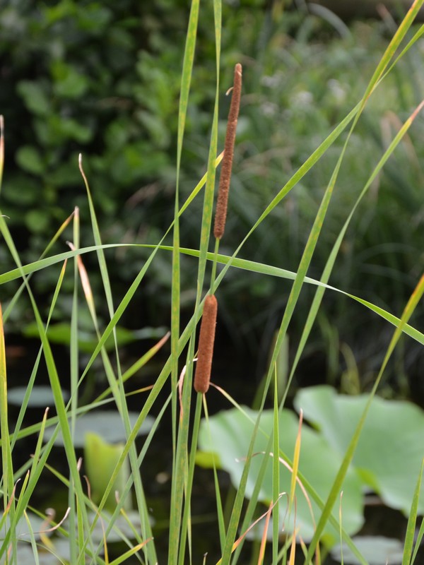 Typha angustifolia e Typha latifolia