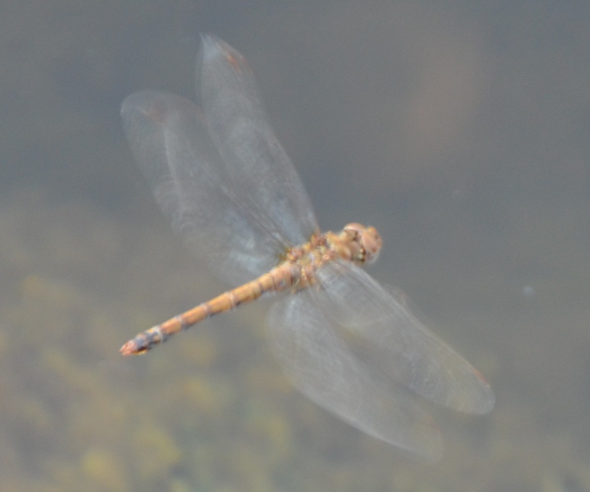 Sympetrum (?): comportamento strano