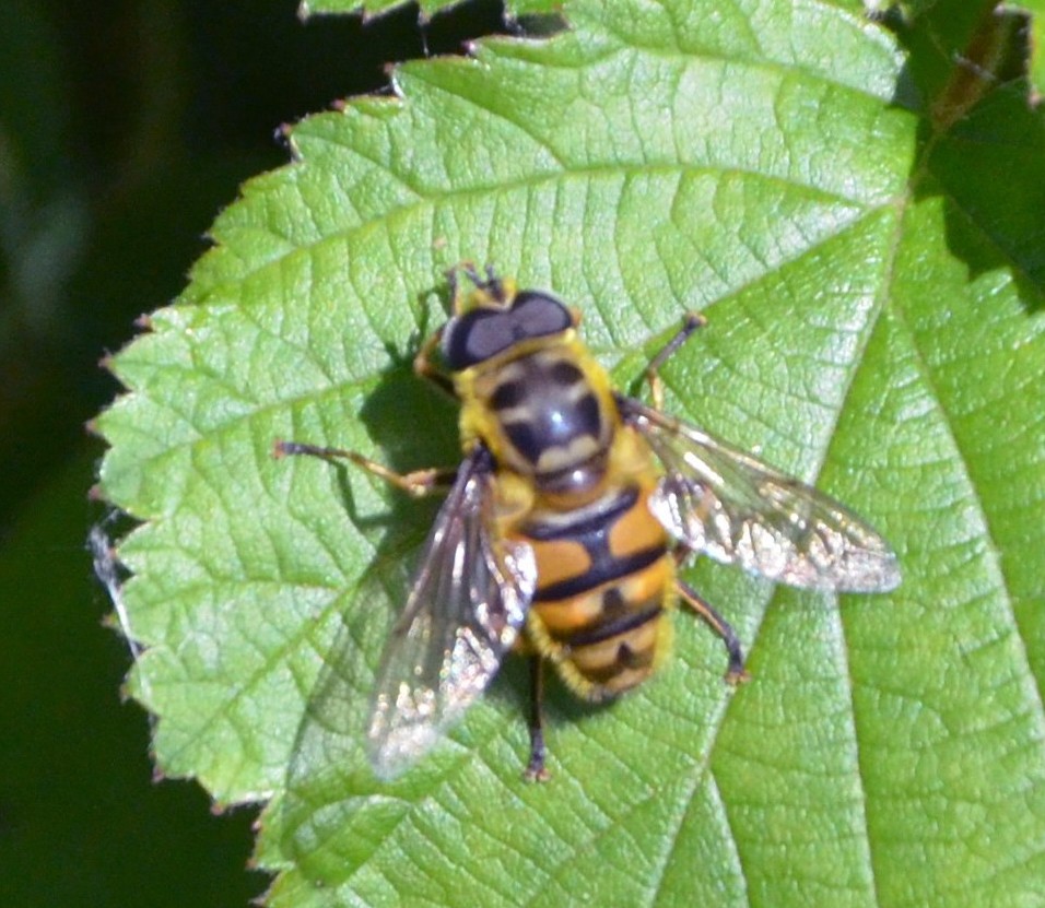 Myathropa florea?  S, maschio !