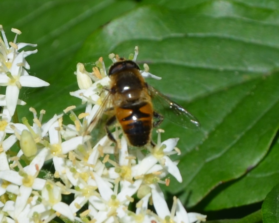 Eristalis cfr. tenax ? Si, maschio