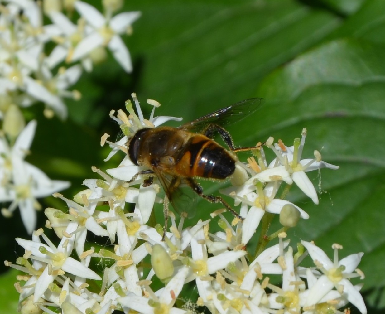 Eristalis cfr. tenax ? Si, maschio