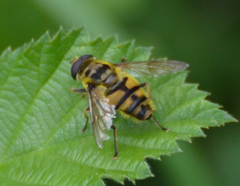 Sirfide / Myathropa florea? Si, maschio