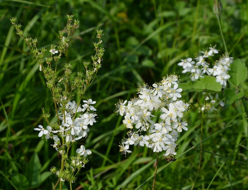 Fiori bianchi di Filipendula vulgaris (Rosaceae)