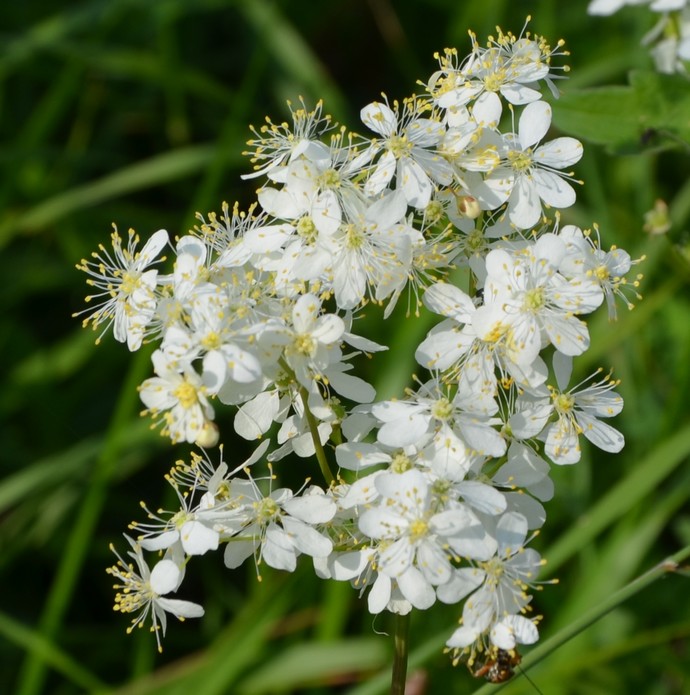 Fiori bianchi di Filipendula vulgaris (Rosaceae)
