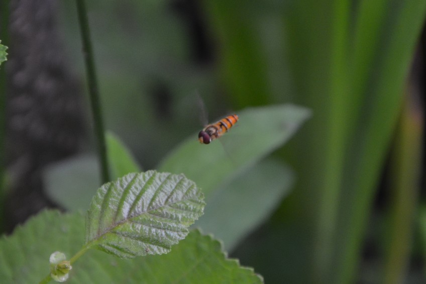 Syrphidae: Episyrphus balteatus maschio