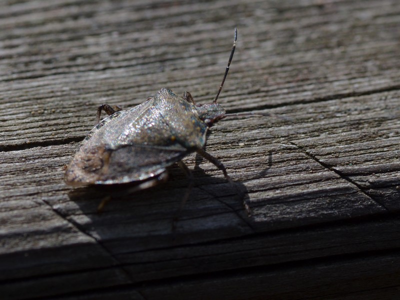 Rhaphigaster nebulosa? No, Halyomorpha halys