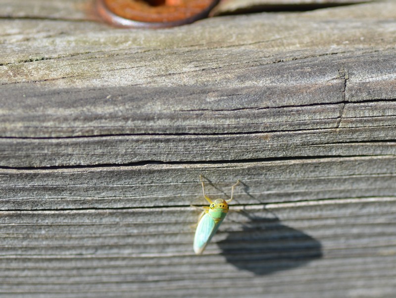 Cicadellidae: Cicadella viridis