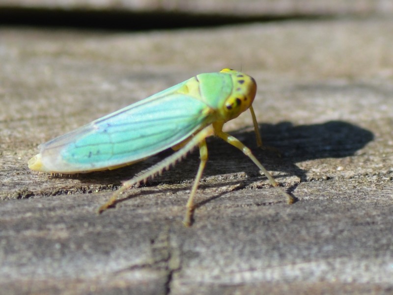 Cicadellidae: Cicadella viridis