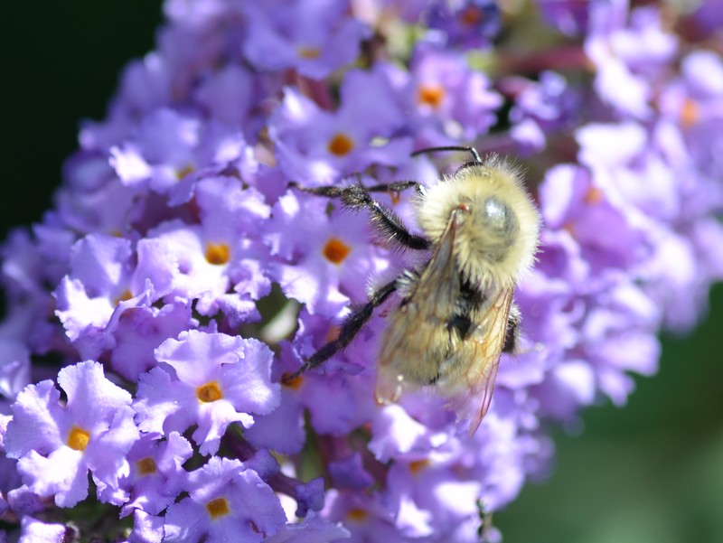 Apidae: Bombus cfr. pascuorum