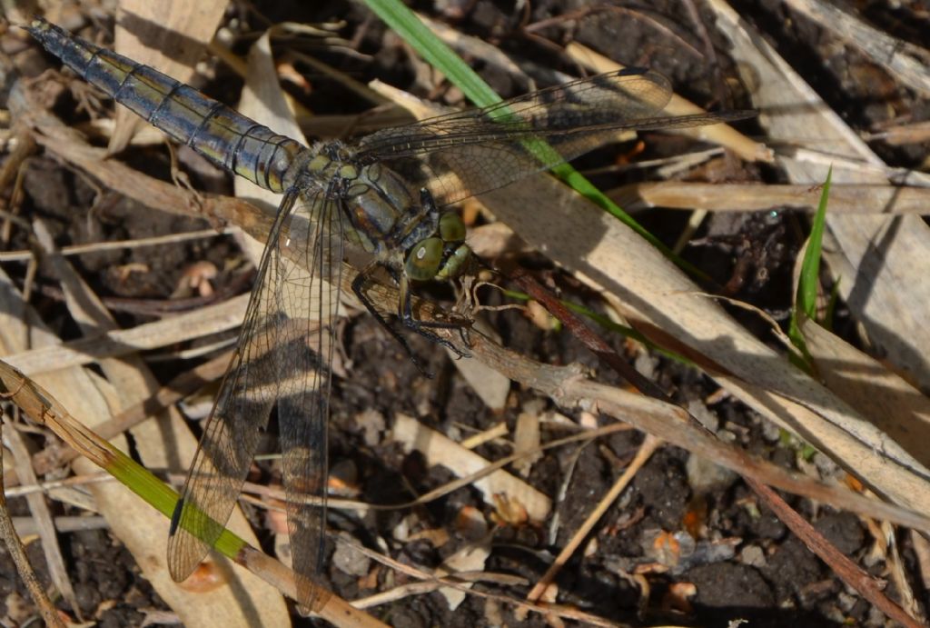 Libellula nerastra 1: Orthetrum?