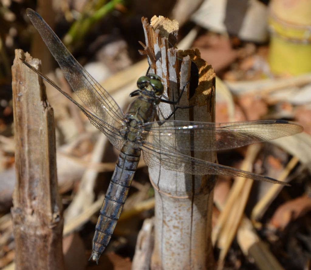 Libellula nerastra 1: Orthetrum?