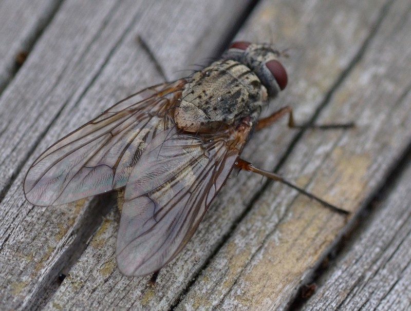 Sarcophagidae: Sarcophaga sp. e  Muscidae: Phaonia sp.