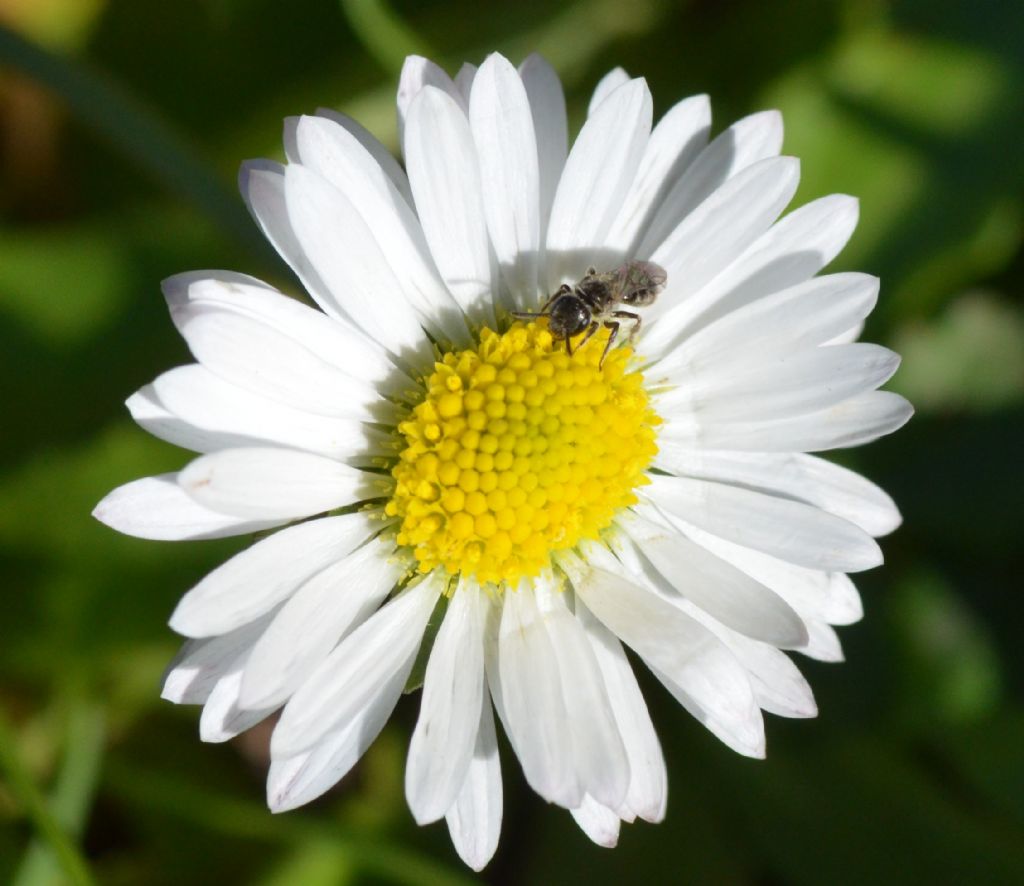 Apidae Halictinae:  Lasioglossum sp.