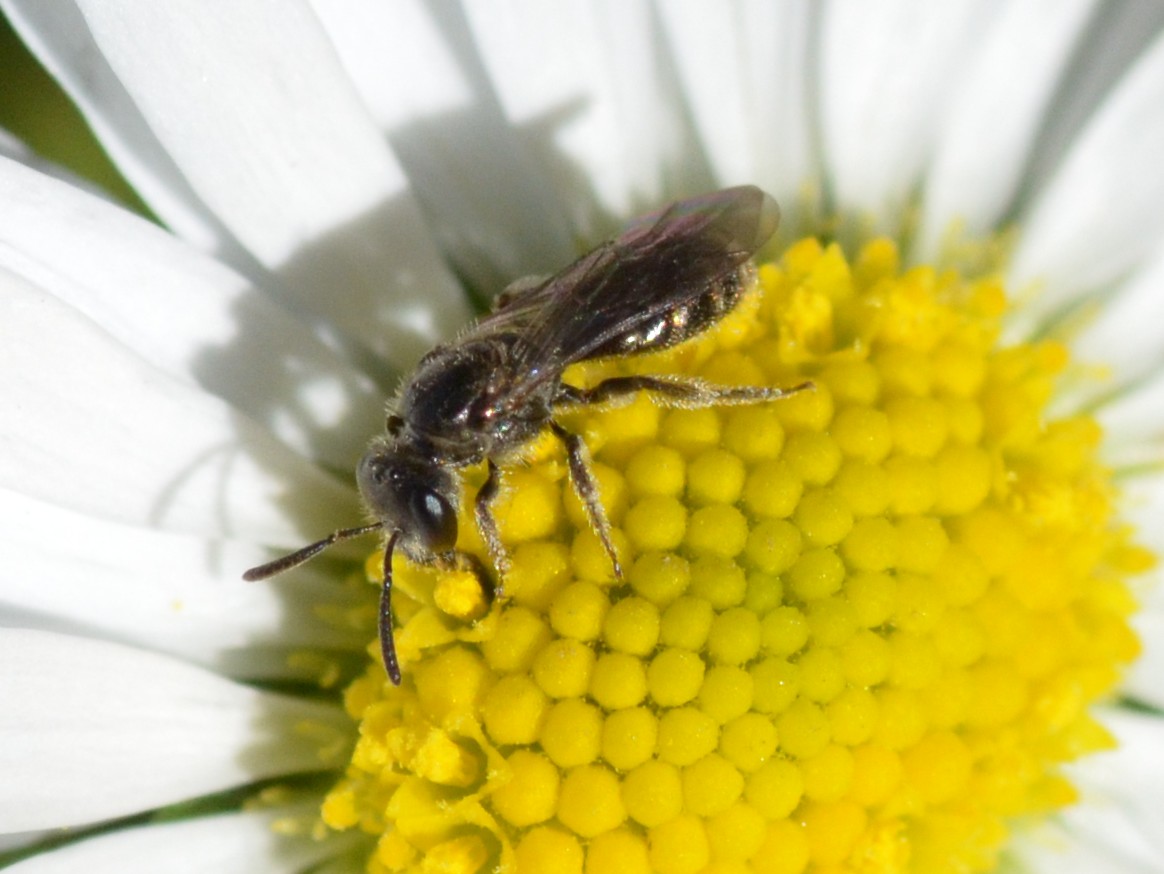 Apidae Halictinae:  Lasioglossum sp.