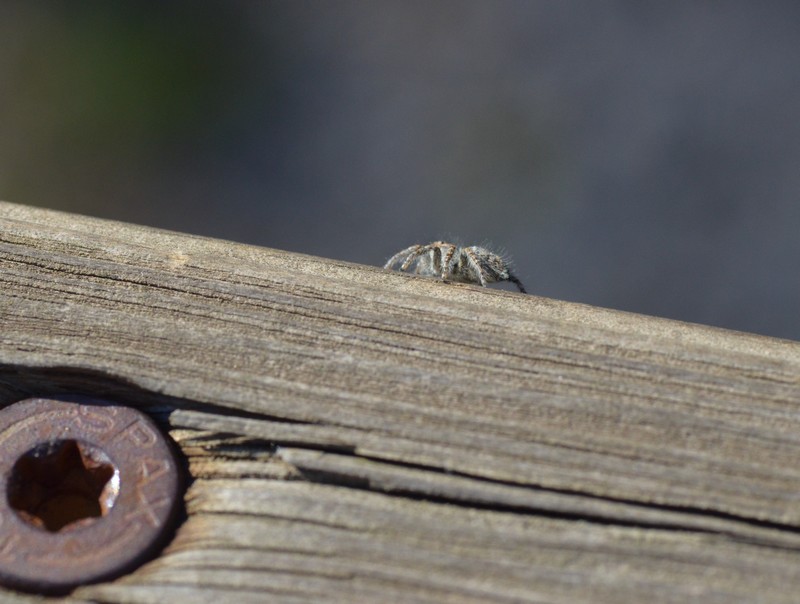 Philaeus chrysops, giovane - Seregno (MB)