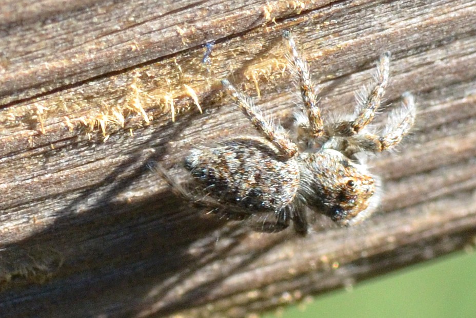 Philaeus chrysops, giovane - Seregno (MB)