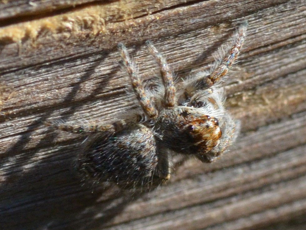 Philaeus chrysops, giovane - Seregno (MB)