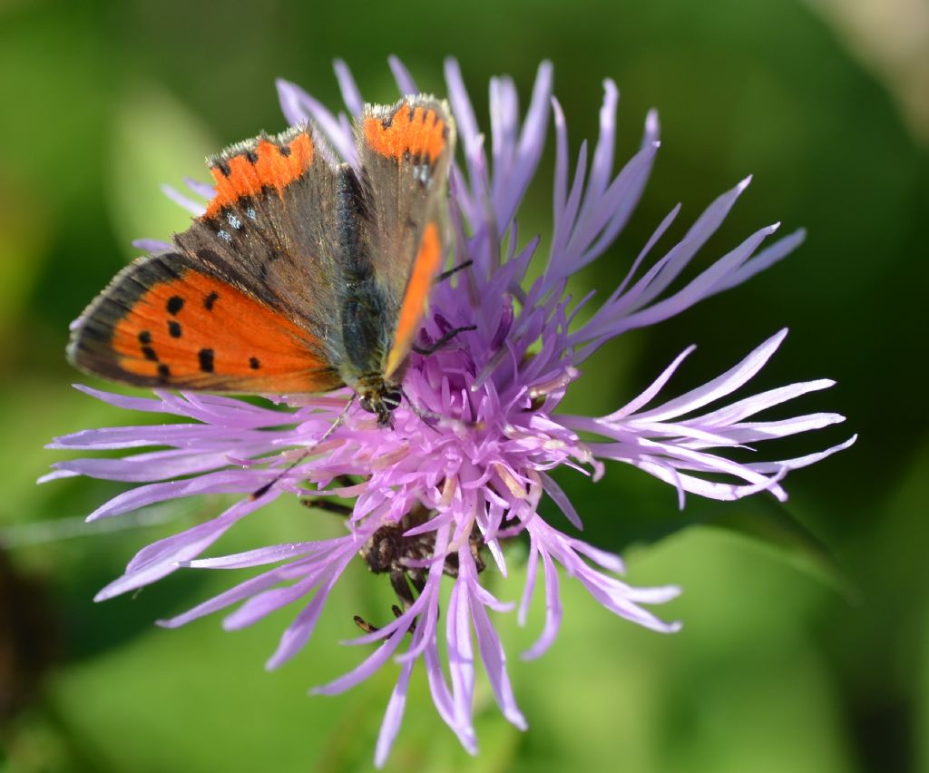 Lycaena phlaeas ?  S !