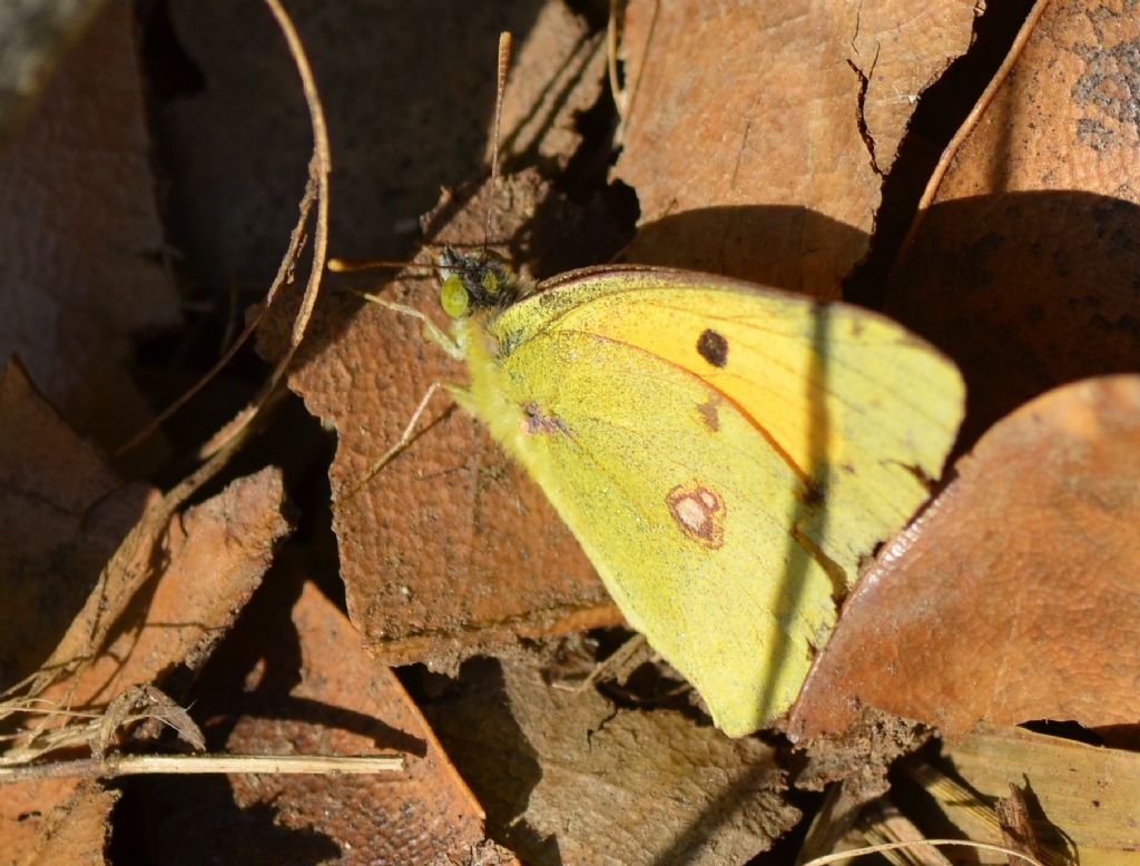 Colias crocea ?   S !