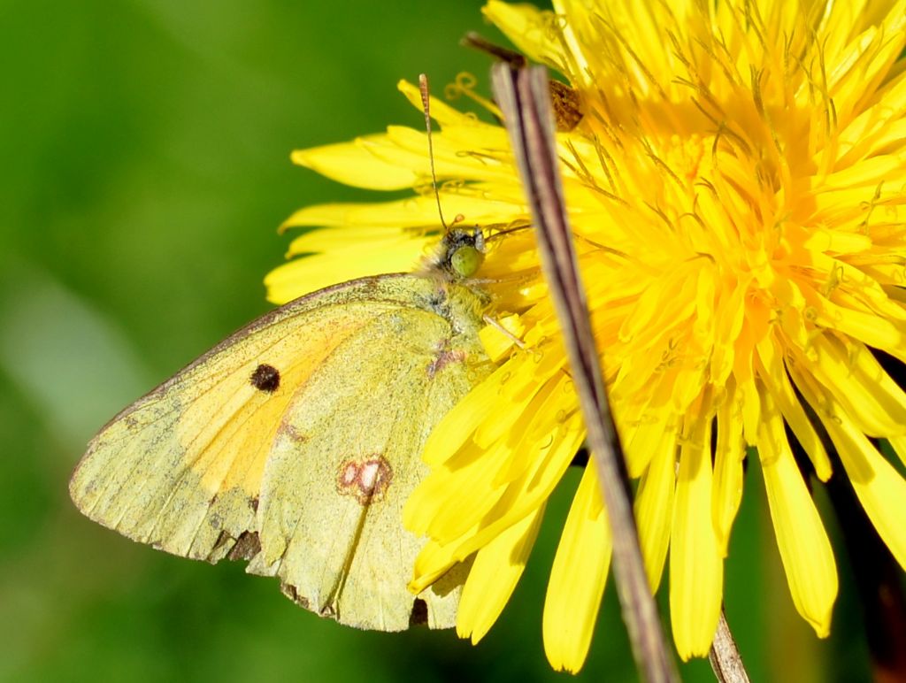 Colias crocea ?   S !