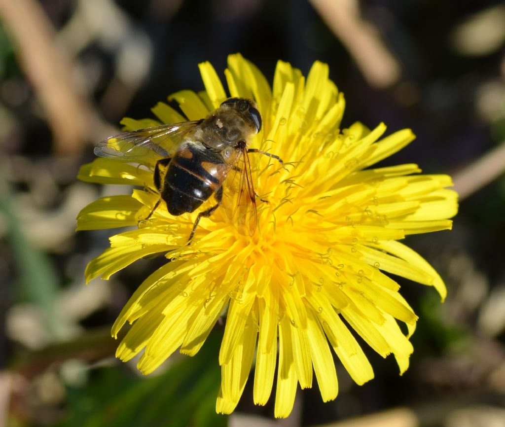 Sirfide:  Eristalis tenax ???