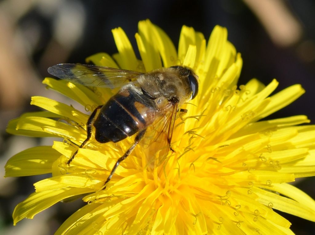 Sirfide:  Eristalis tenax ???