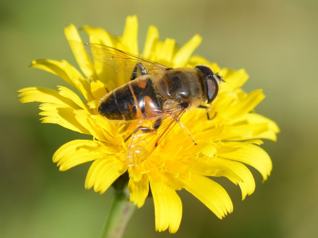 Sirfide:  Eristalis tenax ???