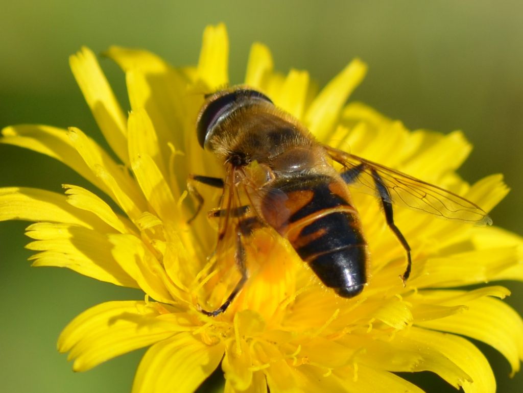 Sirfide:  Eristalis tenax ???