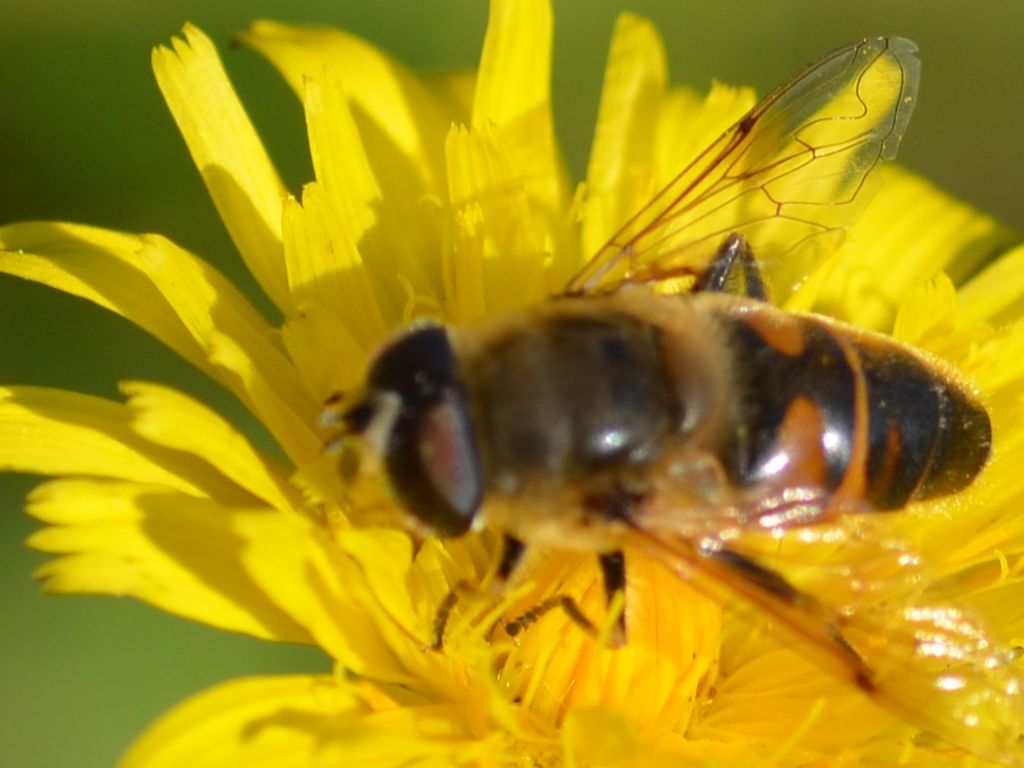 Sirfide:  Eristalis tenax ???