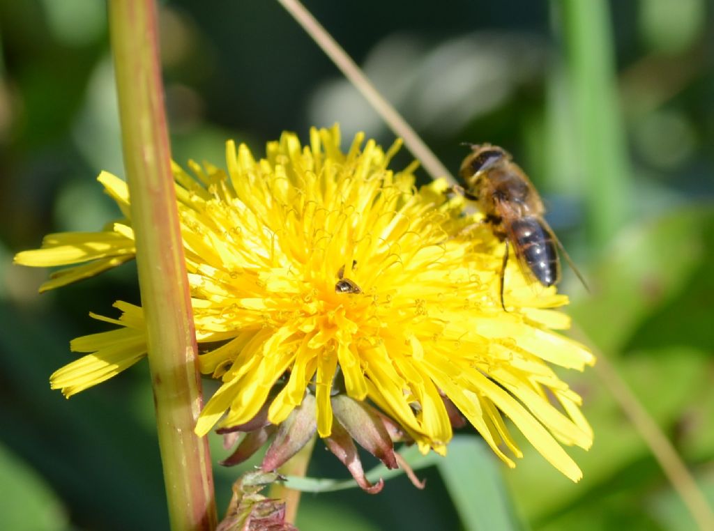 Sirfide:  Eristalis tenax ???